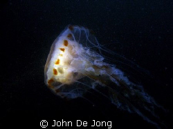 Chrysaora hysoscella. When I tell people I like jellyfish... by John De Jong 